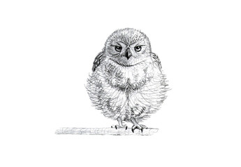 graphic illustration of little owl 
