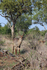 Wasserbock / Waterbuck / Kobus ellipsiprymnus