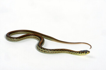 Diluvial Garter Snake, Diluvial Mexican Garter Snake (Thamnophis eques diluvialis)