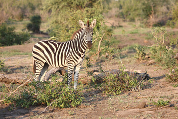 Obraz premium Steppenzebra / Burchell's zebra / Equus burchellii.