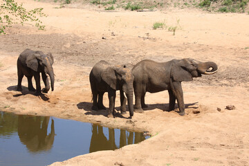 Afrikanischer Elefant / African elephant / Loxodonta africana