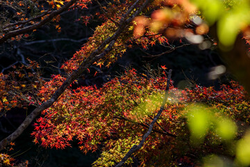 日本の秋・紅葉