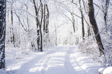 Trees under fresh white snow. Winter forest, Russia