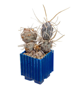 The Cactus Tephrocactus Articulatus Papyracanthus (Latin Name) Formed A Bush of Two Branches. Cut On Black Background