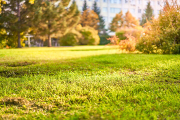 Bright meadow at the city park. Blagoveshchensk