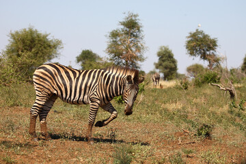 Steppenzebra / Burchell's zebra / Equus burchellii