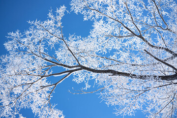 Trees under fresh white snow. Winter forest, Russia