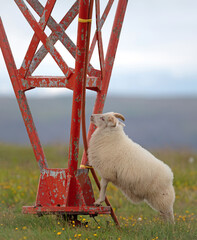 Sheep on the moors in Northern Iceland