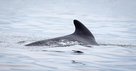 Pilot whale (Globicephala melas) breathing on the surface, Atlantic Ocean