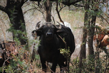 winking buffalo