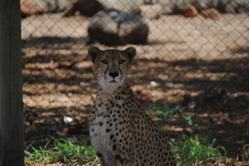 Hungry Cheetah in captivity 1