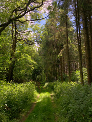 Woodlands