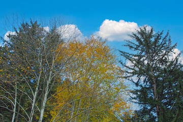 Fototapeta na wymiar trees and sky in autumn season
