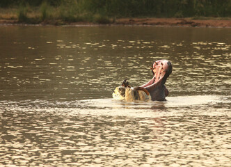 Hippo (Hippopotamus amphibius) laying in the water