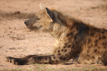 T&uuml;pfelhy&auml;ne / Spotted hyaena / Crocuta crocuta..