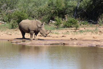 Breitmaulnashorn und Rotschnabel-Madenhacker / Square-lipped rhinoceros and Red-billed oxpecker /...