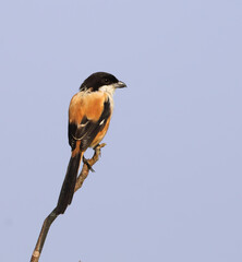long-tailed shrike or rufous-backed shrike stock photo.