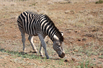 Steppenzebra / Burchell's zebra / Equus burchellii