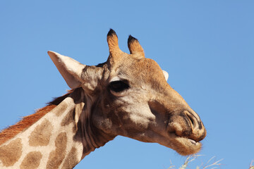 An African giraffe (Giraffa camelopardalis giraffa) portrait. Giraffe up to close, detail.