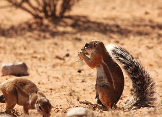 The African ground squirrels (genus Xerus)  staying on dry sand of Kalahari desert and feeding.