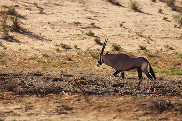 The gemsbuck (Oryx gazella) standing on the red sand dune with red sand, dry grass around and green trees round.