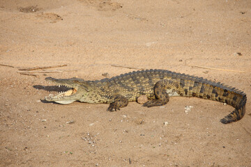 Nilkrokodil / Nile crocodile / Crocodylus niloticus