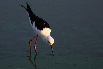 Stelzenläufer / Black-winged stilt / Himantopus himantopus