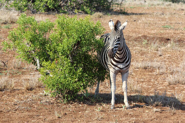 Steppenzebra / Burchell's zebra / Equus burchellii