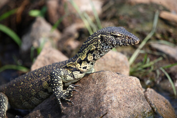 Nilwaran / Nile monitor / Varanus niloticus