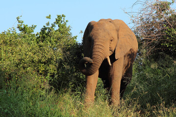 Afrikanischer Elefant / African elephant / Loxodonta africana