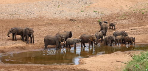 Fototapeta na wymiar Afrikanischer Elefant / African elephant / Loxodonta africana