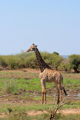Giraffe / Giraffe / Giraffa camelopardalis