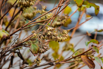 branches of a tree