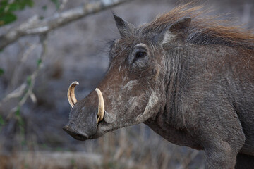 Warzenschwein / Warthog / Phacochoerus africanus