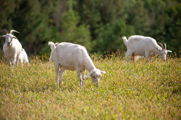 Fototapeta premium A herd of goats grazes in the meadow. Farming. Self-walking goat. Farm pasture. Summer day. Goats eat grass