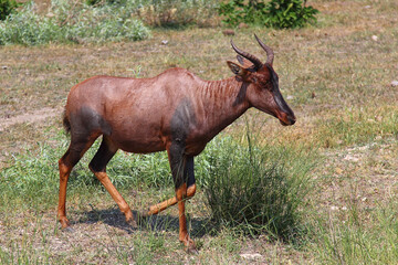 Leierantilope oder Halbmondantilope / Common tsessebe / Damaliscus lunatus