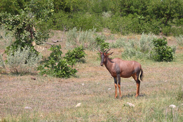 Leierantilope oder Halbmondantilope / Common tsessebe / Damaliscus lunatus