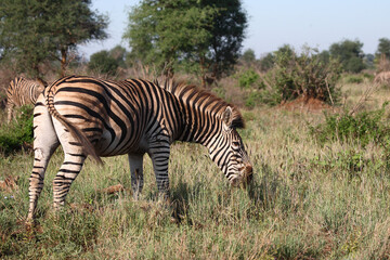 Steppenzebra / Burchell's zebra / Equus burchellii