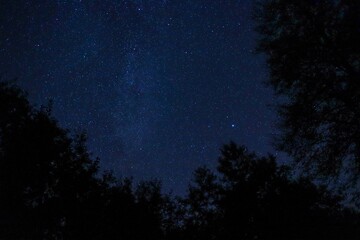 Fototapeta na wymiar Starry sky in the forest at night