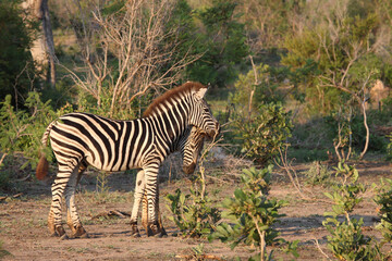 Steppenzebra / Burchell's zebra / Equus burchellii.