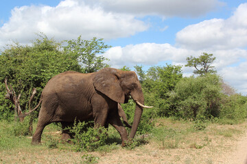 Obraz premium Afrikanischer Elefant / African elephant / Loxodonta africana