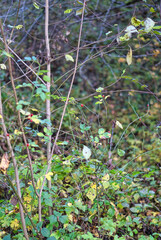 Fotografie von einem Gestrüpp mit Hagebutten im Herbst.