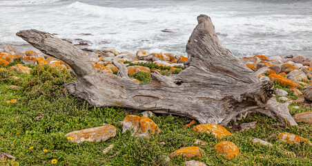 Driftwood in Table Mountain National Park