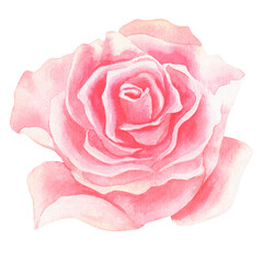 Pink rose. Watercolor vintage illustration. Isolated on a white background. For your design.