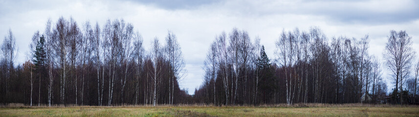 Wide panorama of autumn nordic landscape. Trees without foliage and yellow-brown grass. Grey sky. Copy space