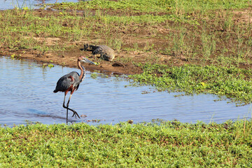 Goliathreiher und Nilkrokodil / Goliath heron and Nile crocodile / Ardea goliath et Crocodylus...