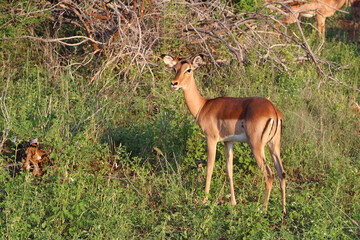 Schwarzfersenantilope / Impala / Aepyceros melampus