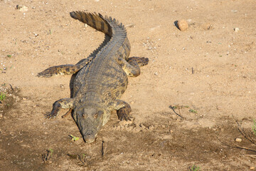 Nilkrokodil / Nile crocodile / Crocodylus niloticus