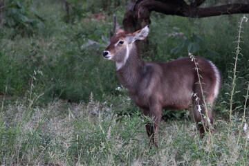 Wasserbock / Waterbuck / Kobus ellipsiprymnus.