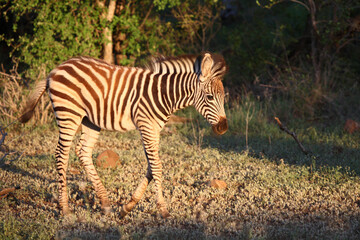 Steppenzebra / Burchell's zebra / Equus burchellii.